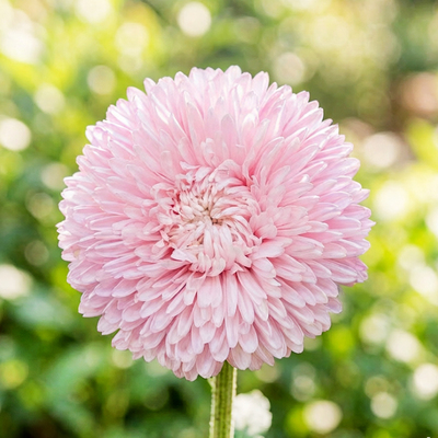 Астра Syringa Appleblossom