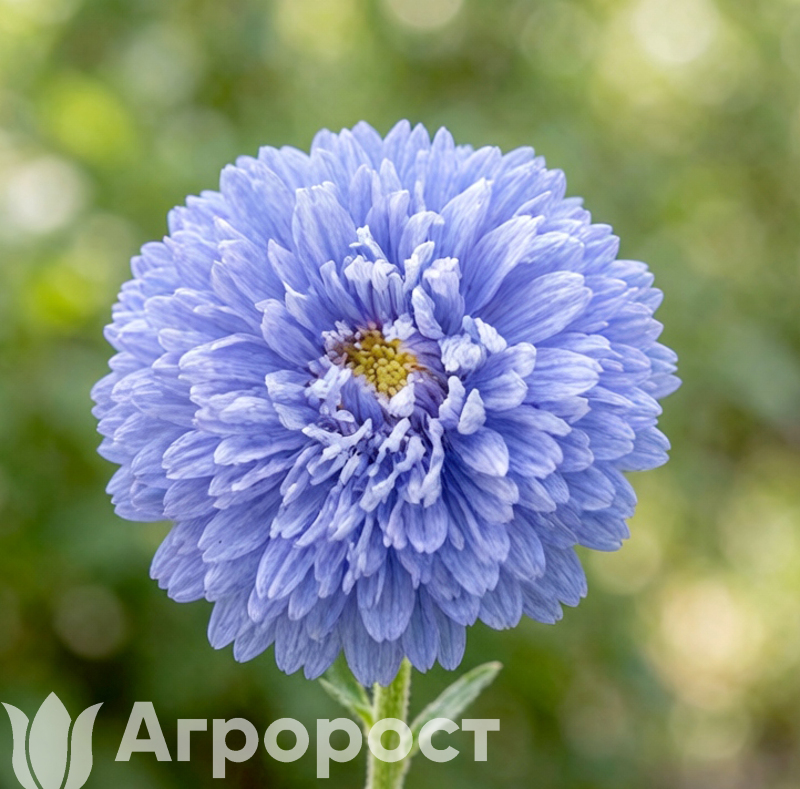 Астра Syringa Light Blue