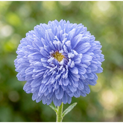 Астра Syringa Light Blue