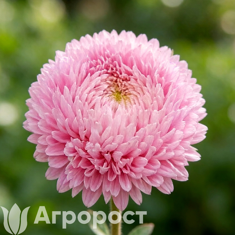 Астра Syringa Rose