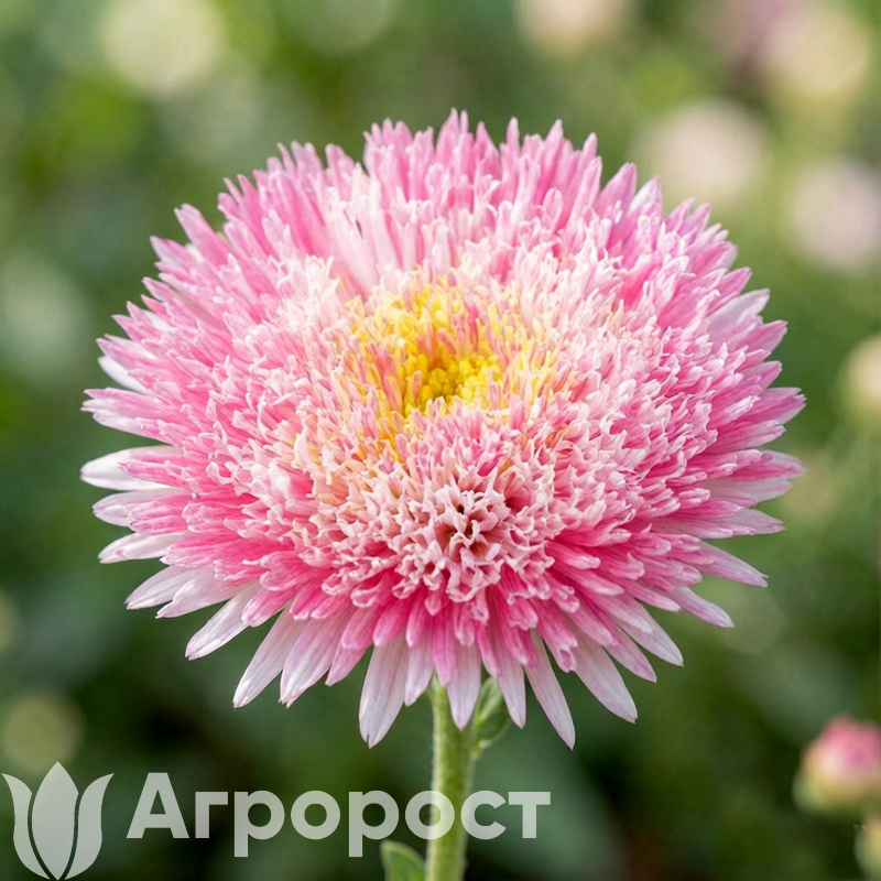 Астра Harlequin Pink Tip White