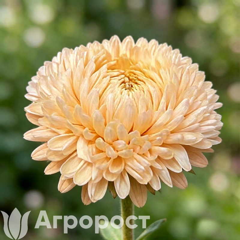 Астра Chrisantella Autumn Forest