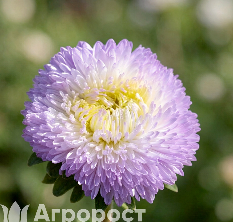 Астра Chrisantella Winter Look