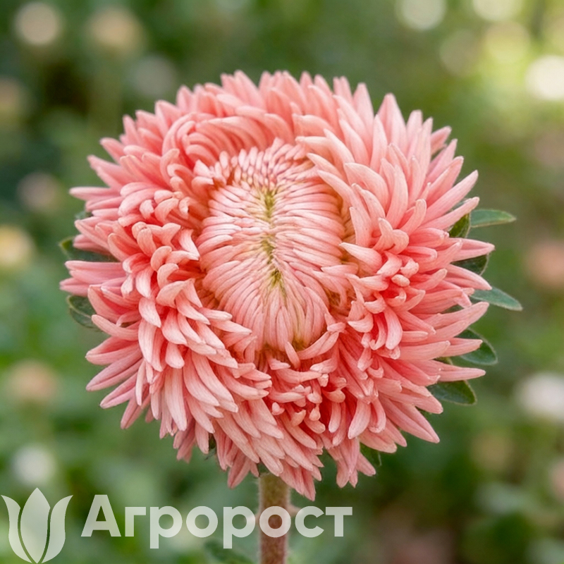 Астра Chrisantella Living Coral