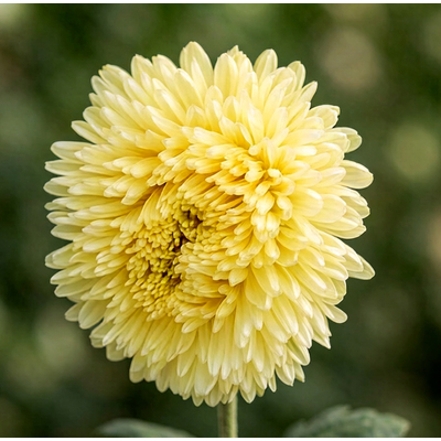 Астра Chrisantella Limoncello