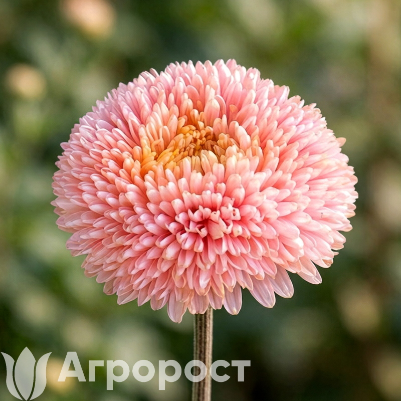 Астра Chrisantella  Lotos flower