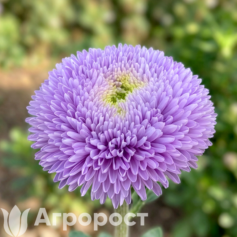 Астра Chrisantella Moonstone