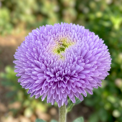 Астра Chrisantella Moonstone