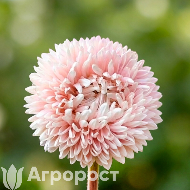 Астра Chrisantella Pink Mother-of-Pearl