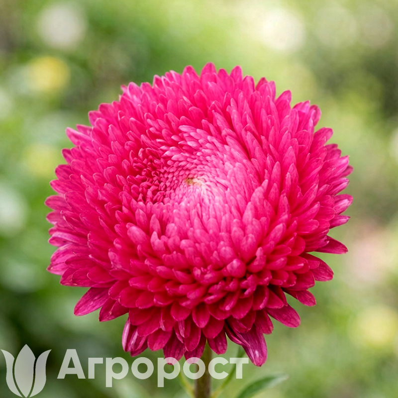 Астра Chrisantella Runaway Bride