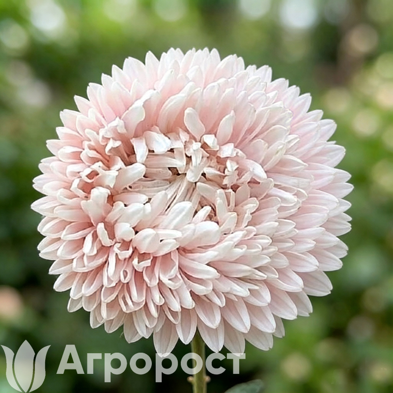 Астра Chrisantella Sakura