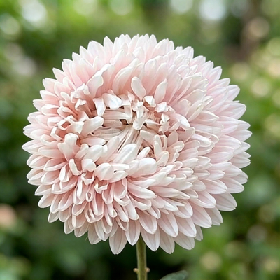 Астра Chrisantella Sakura