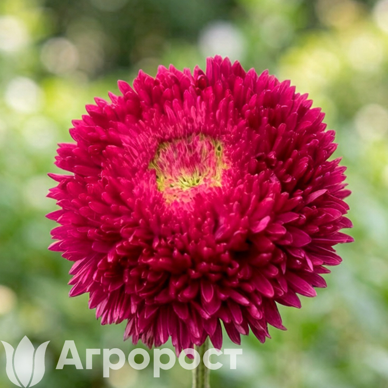 Астра Chrisantella Tropicana