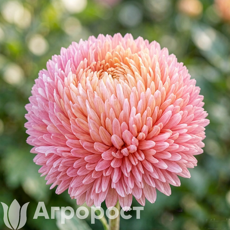 Астра Chrisantella Flamingo at Sunset