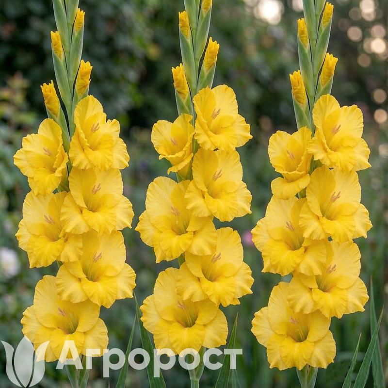 Гладиолус Blitz Fusion