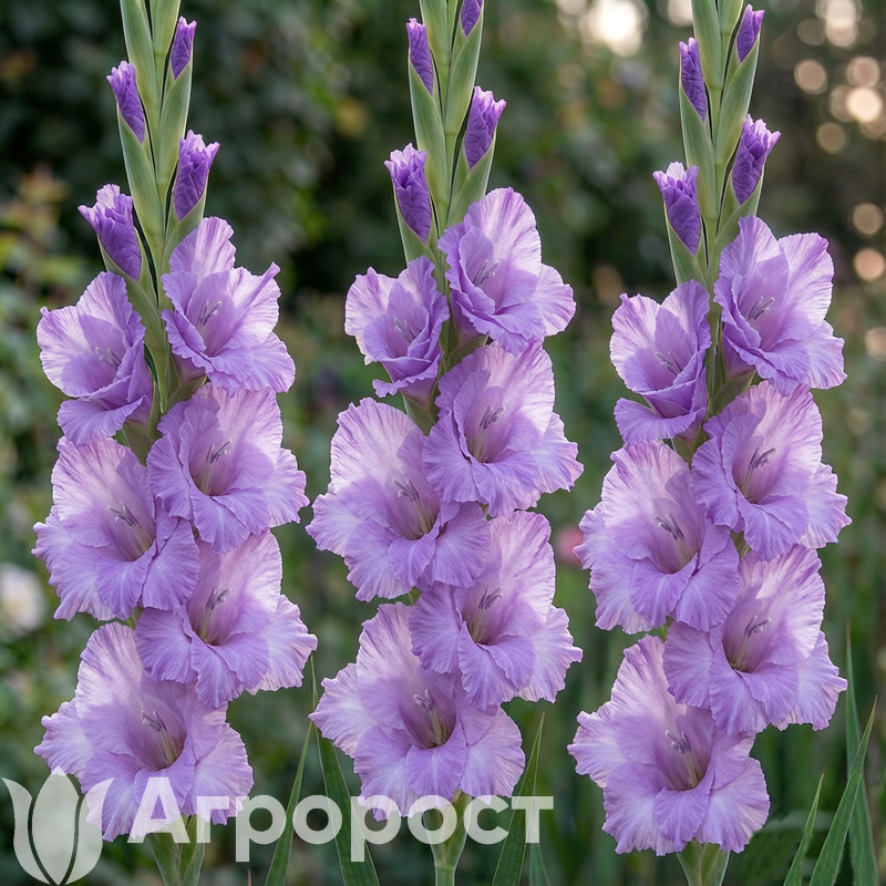 Гладиолус Blue Tropic