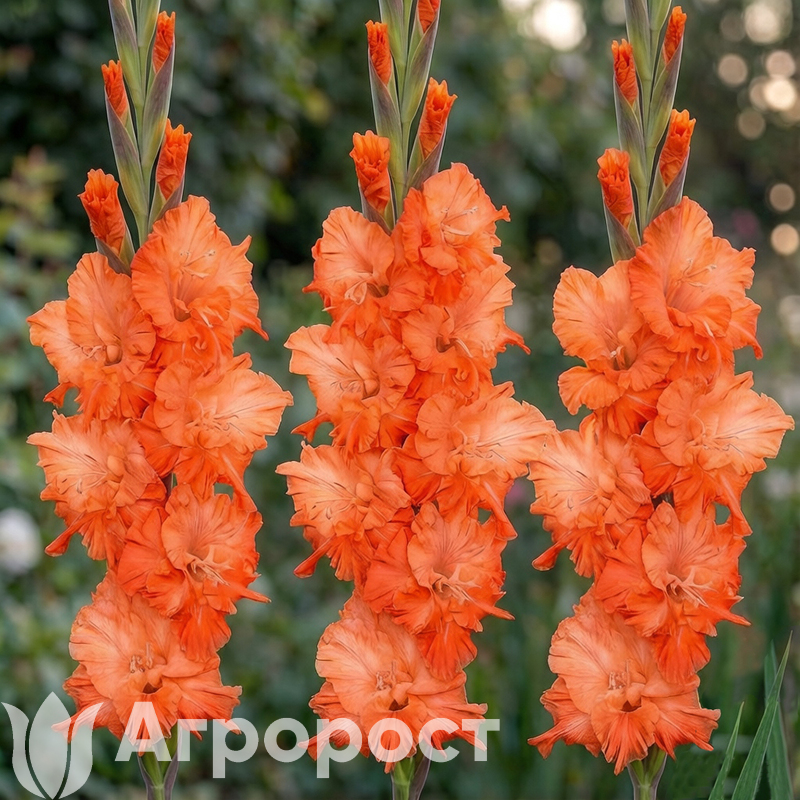 Гладиолус Coral Crush