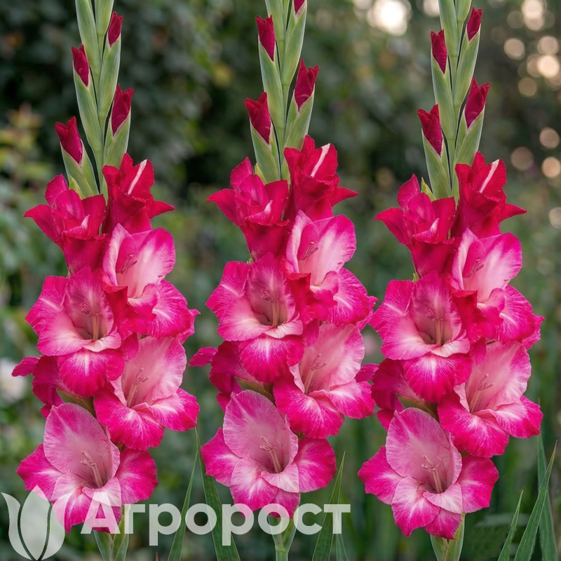 Гладиолус Dark Pink