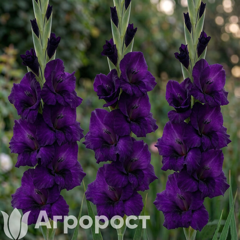 Гладиолус Dark Purple