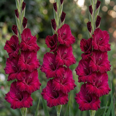 Гладиолус Dark Red