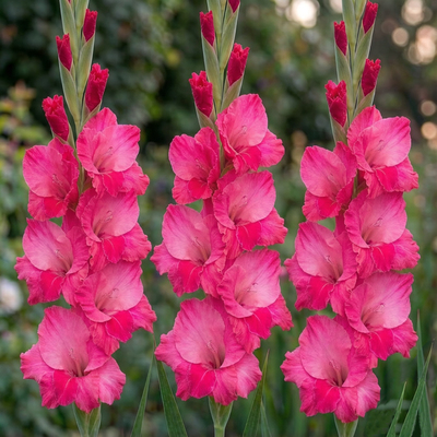 Гладиолус Fairytale Pink