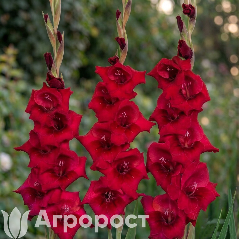 Гладиолус Fat Boy