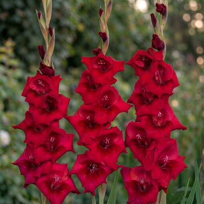 Гладиолус Fat Boy