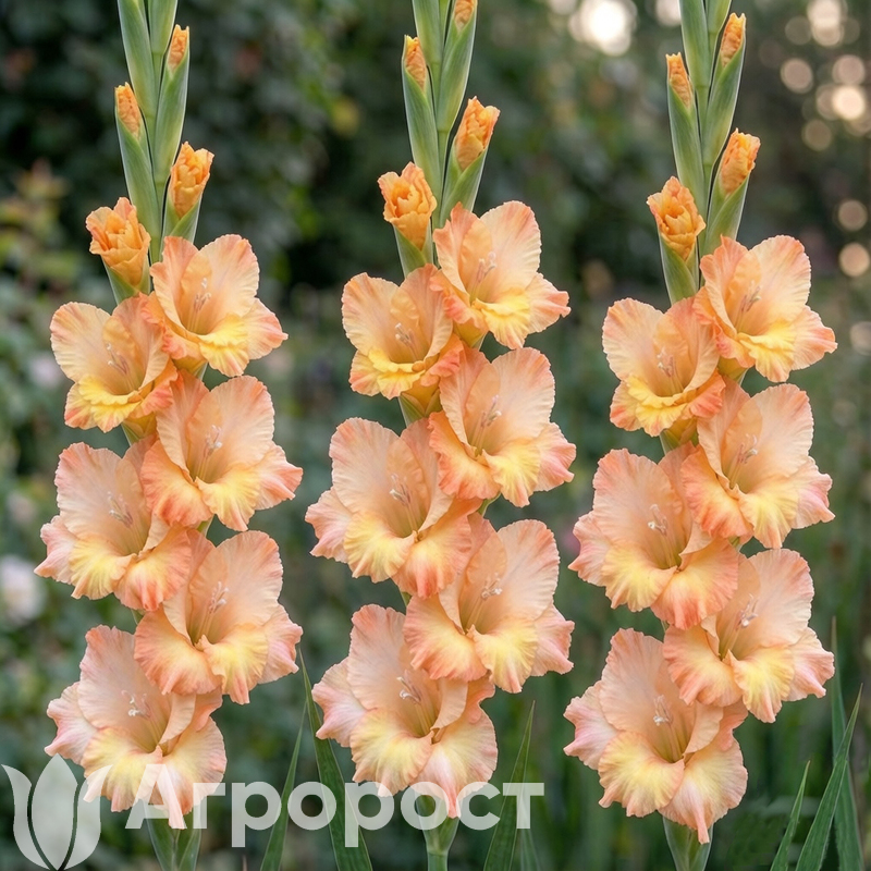 Гладиолус Great Queen Elizabeth