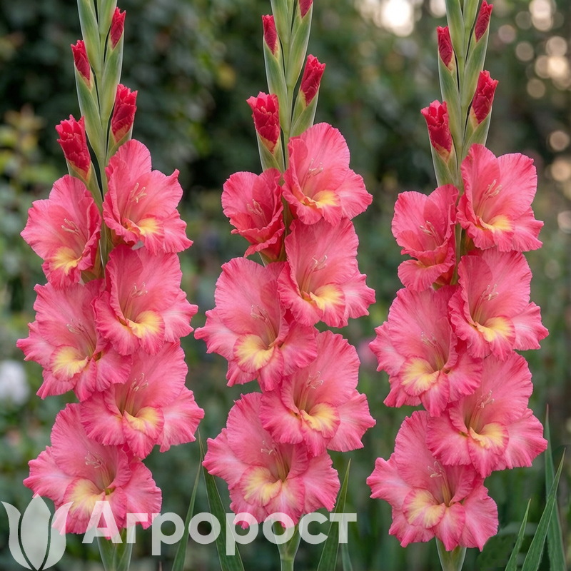 Гладиолус Mango Muse