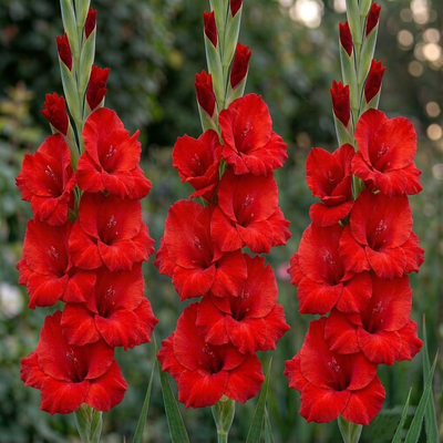 Гладиолус Mascagni