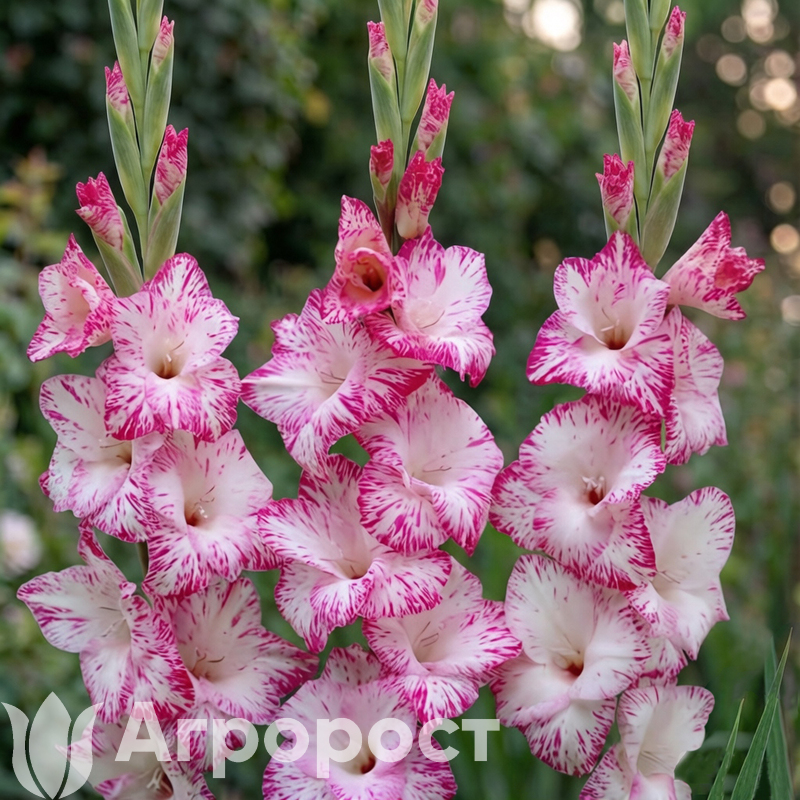 Гладиолус My Love