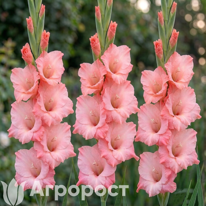 Гладиолус New Release