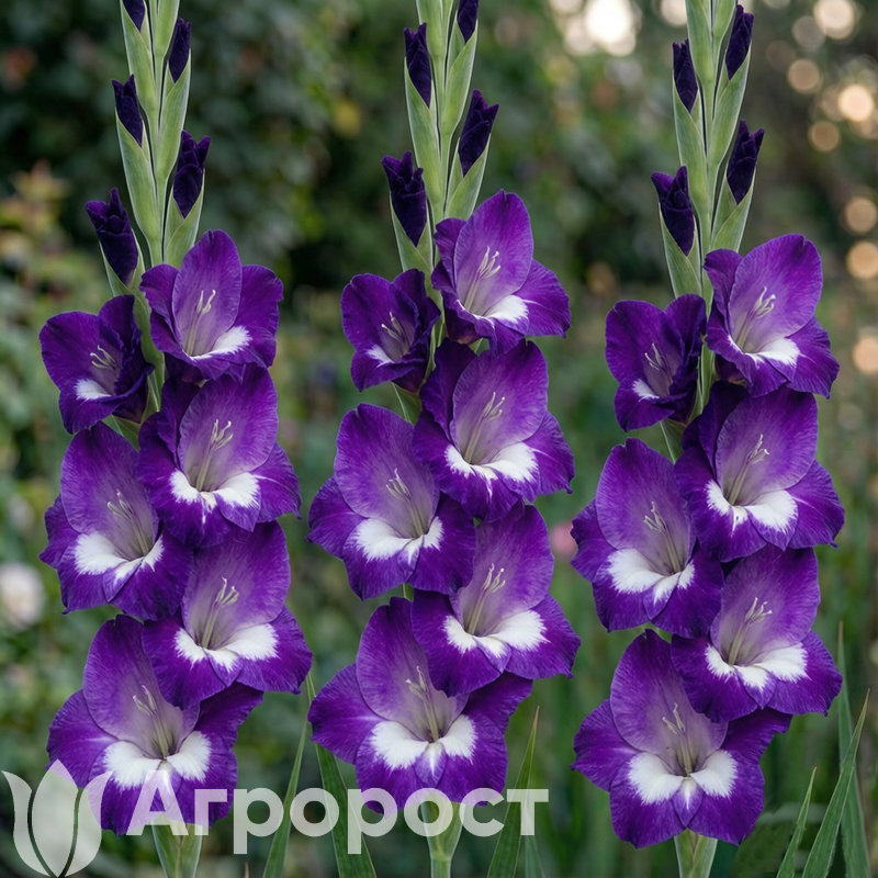 Гладиолус Nori