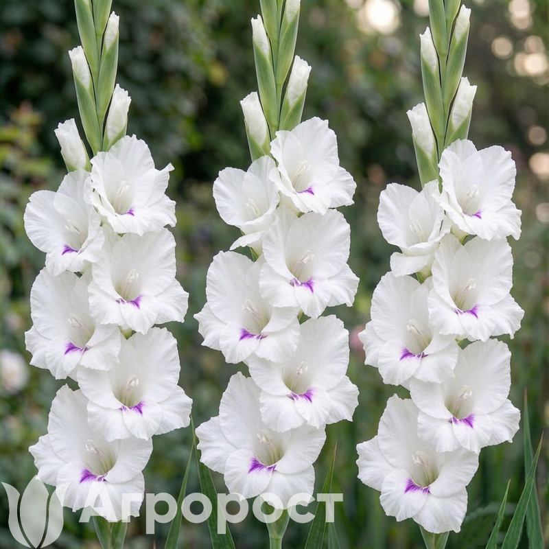 Гладиолус Norma Jean