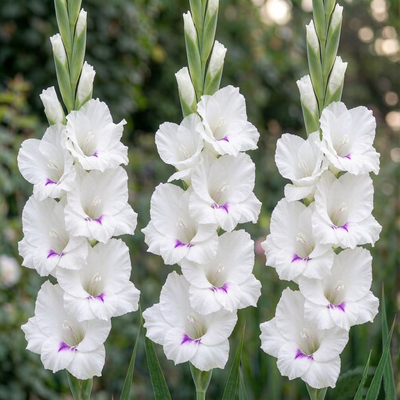 Гладиолус Norma Jean