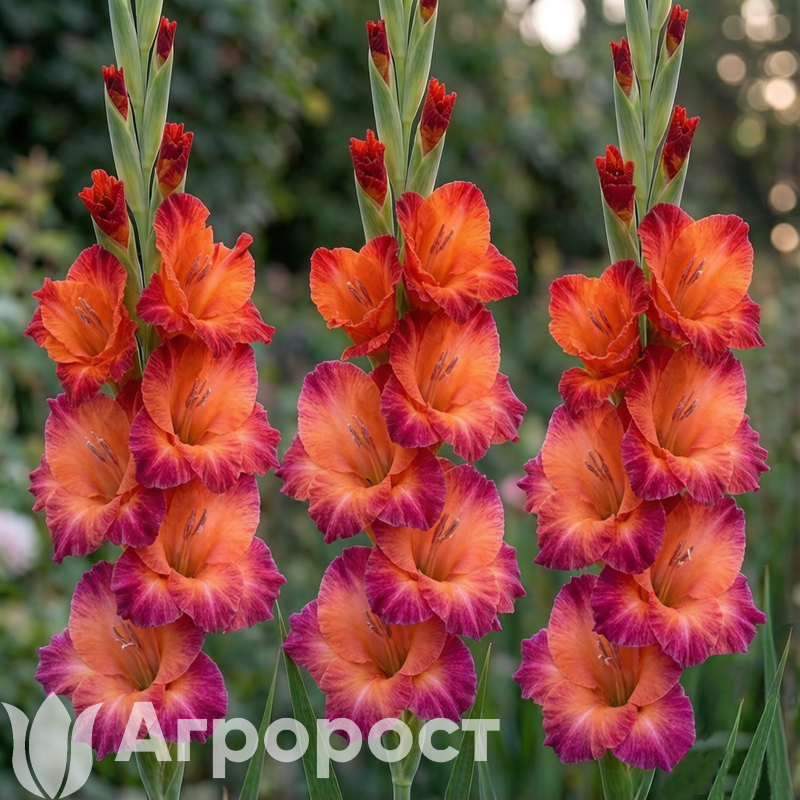 Гладиолус Ocaso