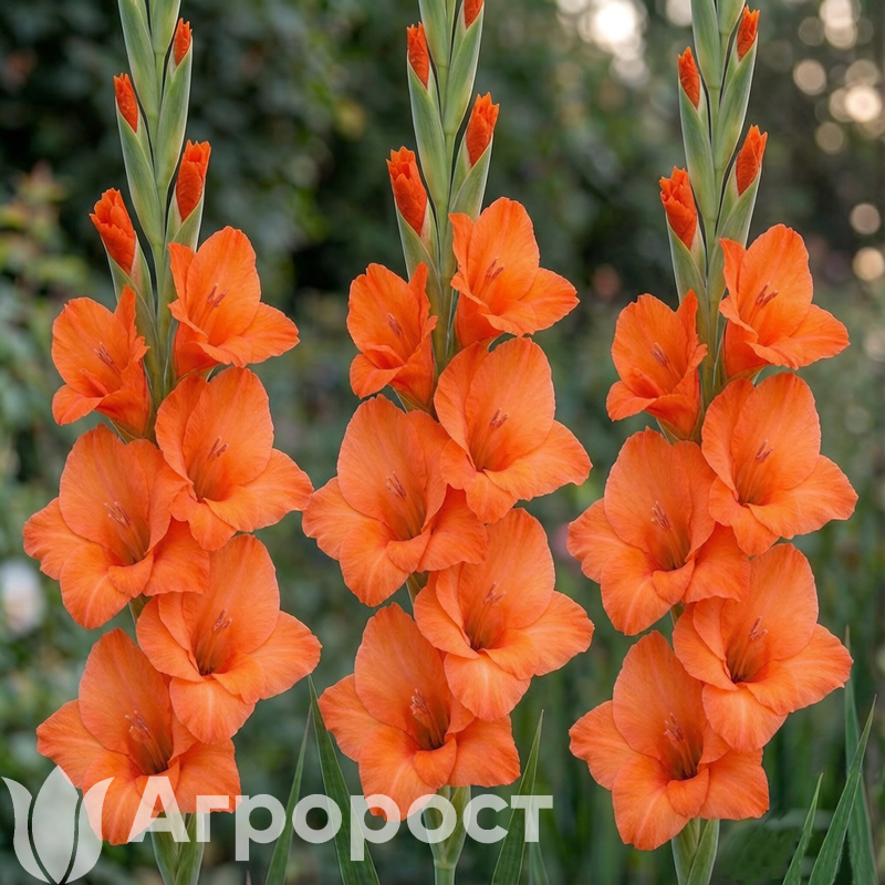 Гладиолус Peter Pears