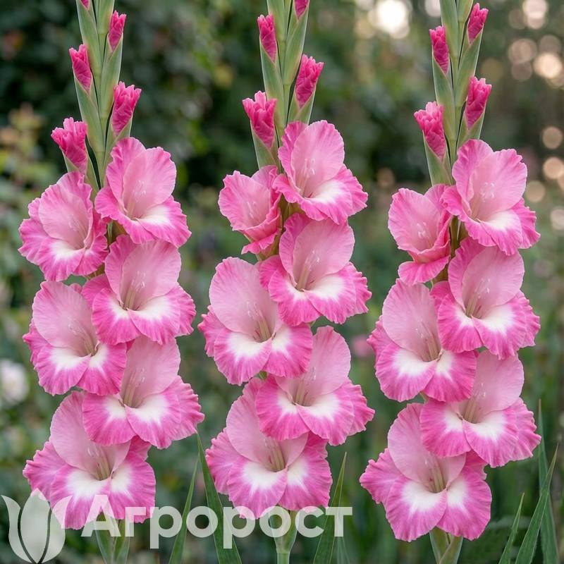 Гладиолус Pink and White