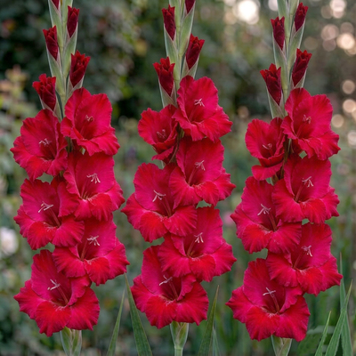 Гладиолус Plum Tart