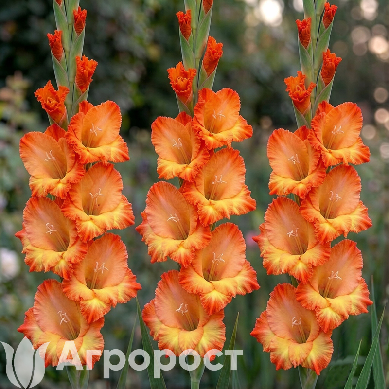 Гладиолус Princess Margaret Rose