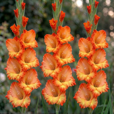 Гладиолус Princess Margaret Rose