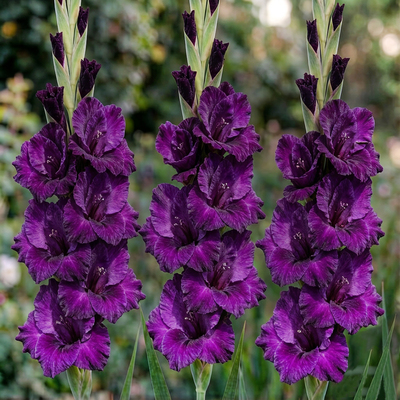 Гладиолус Purple Flora
