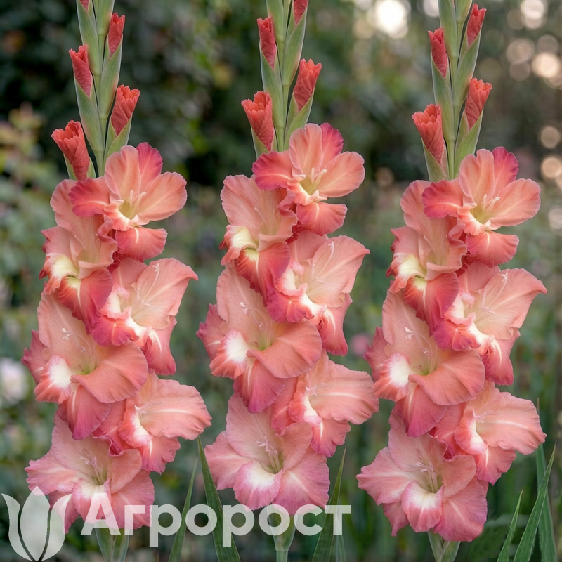 Гладиолус Tiramisu