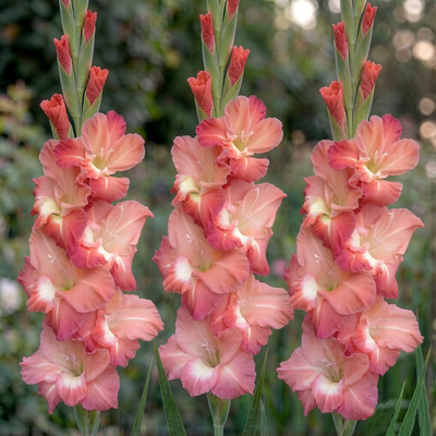 Гладиолус Tiramisu