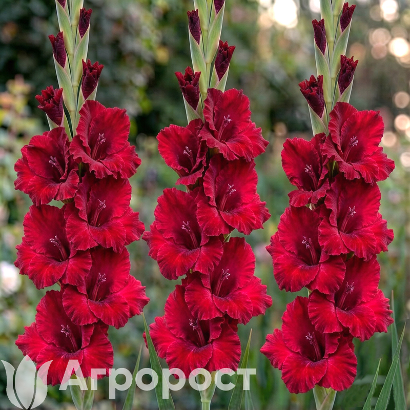 Гладиолус Velvet Raspberry