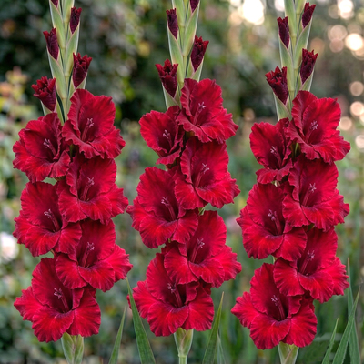 Гладиолус Velvet Raspberry