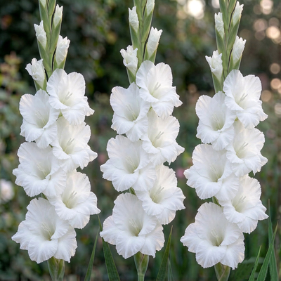 Гладиолус White Prosperity