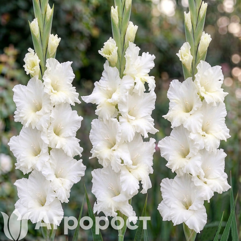 Гладиолус Wit Ruffel