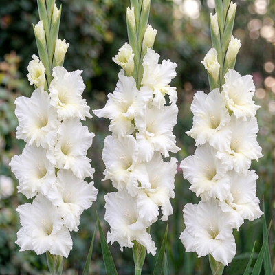 Гладиолус Wit Ruffel