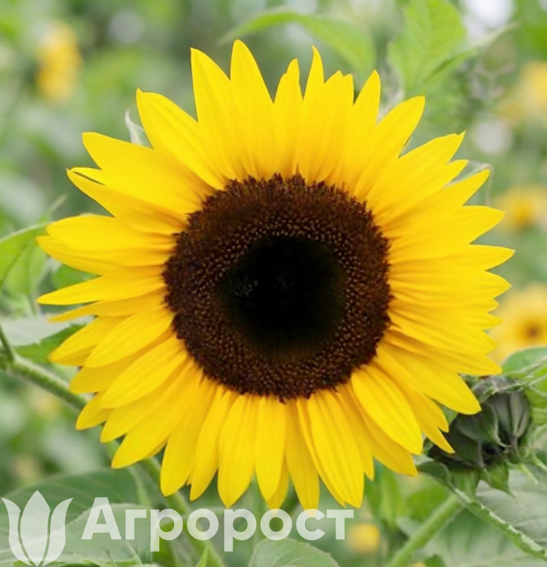 Подсолнечник